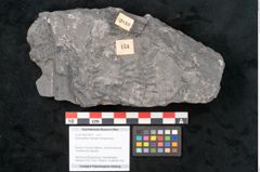 Foto (Objekt + Etikett) von Sphenopteris haidingeri Ettingshausen (NHMW-GEO-2024-0188-10810)